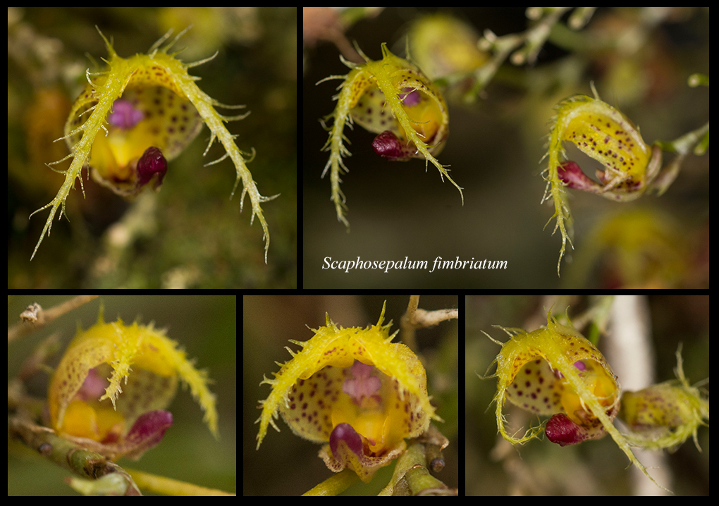 Scaphosepalum fimbriatum